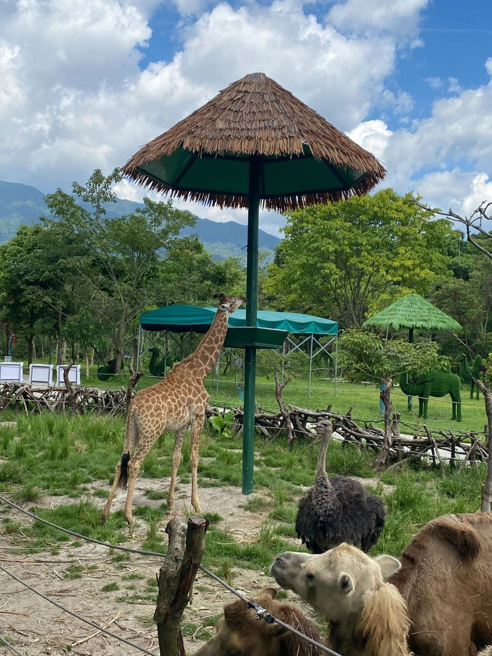 惠州遛娃之动物园 99浮生六季生态园 动物园不是很大动物也不多