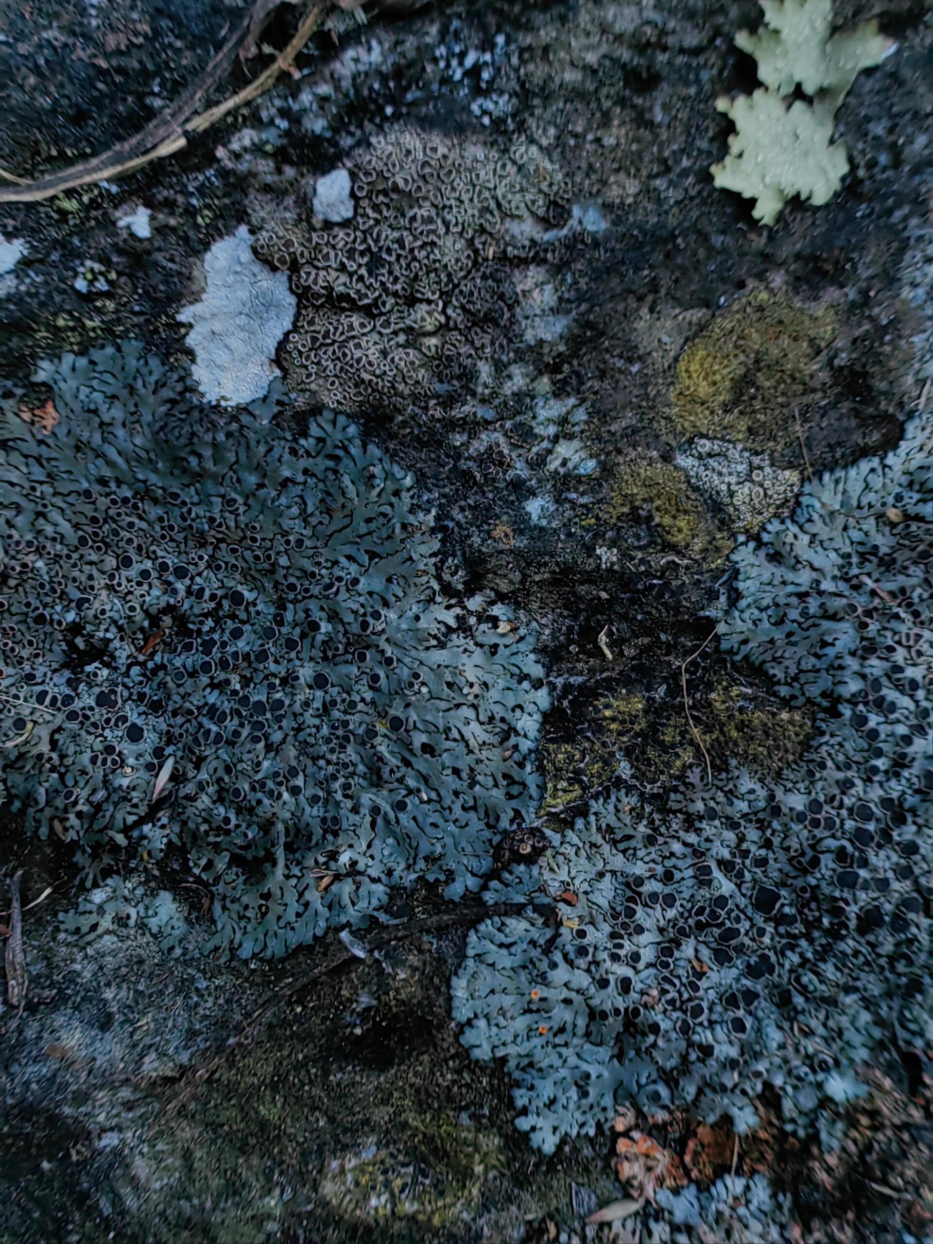 地衣图片 这些看似平凡的小植物,却有着不可思议的生命力.