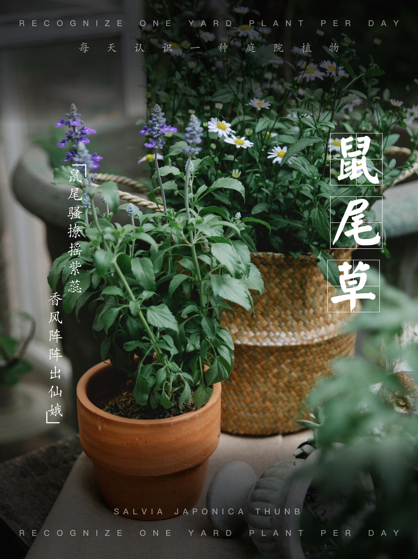 每日庭园植物vol.10——鼠尾草