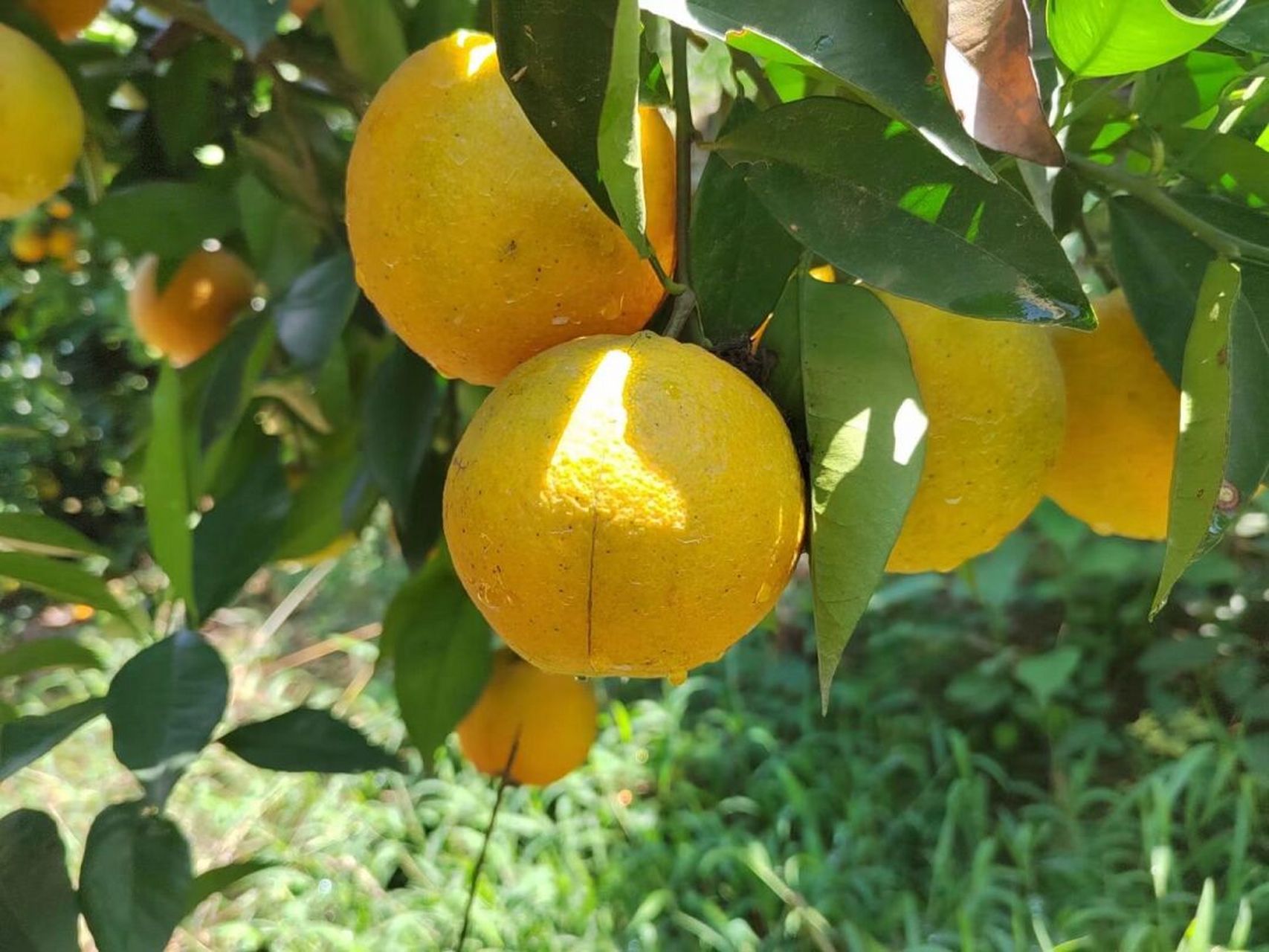 炎炎夏日丨秭归夏橙来了92   我家秭归夏橙上市了92 92秭归夏橙