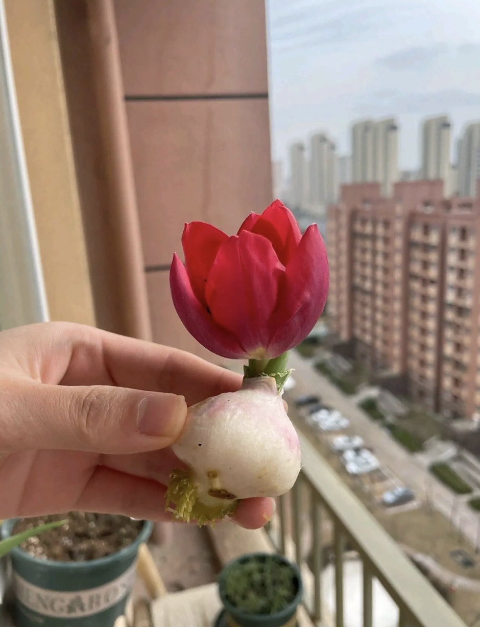 给你们看看 大蒜也会开花