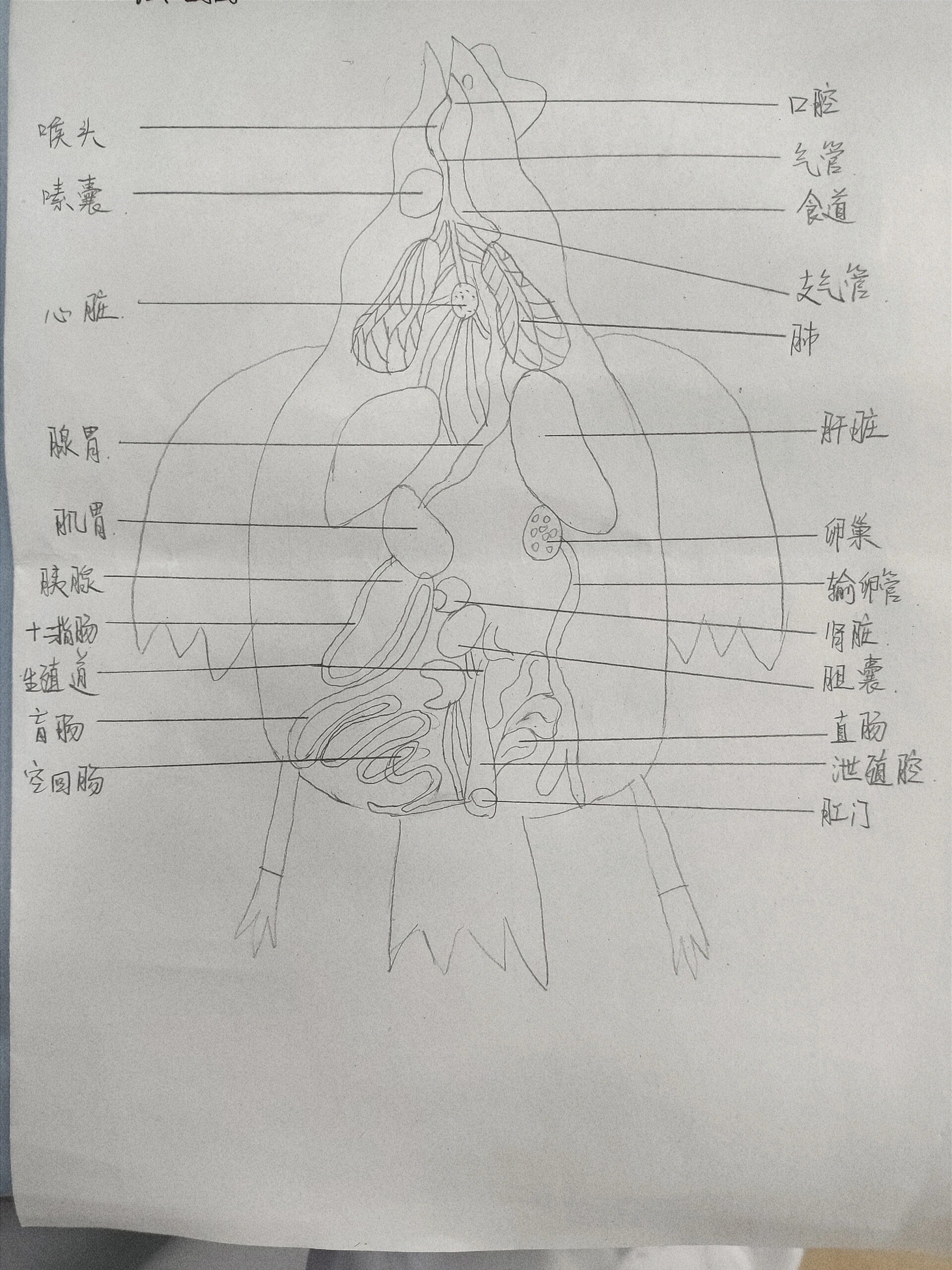 公鸡的器官图图片