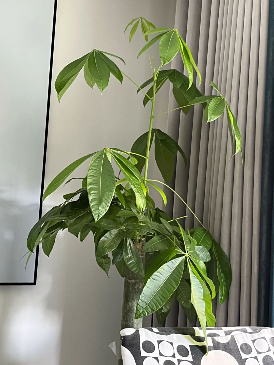 求教,发财树一根分枝长的很高需要修剪吗 如图,这根枝窜得老高,要不要