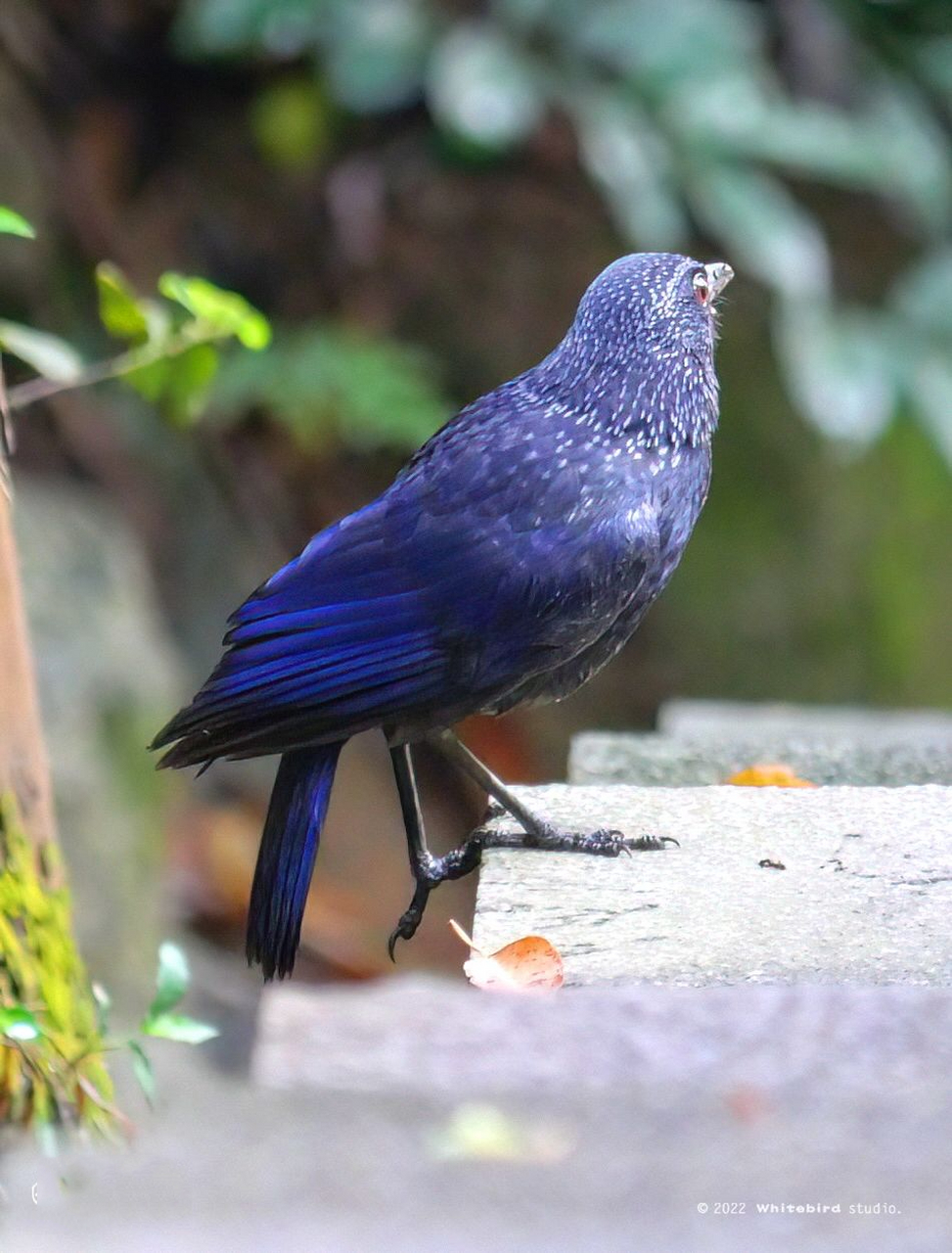 紫啸鸫 | 美丽鸟鸟91 9196「观鸟手札」这是一只美丽的鸫科鸟类