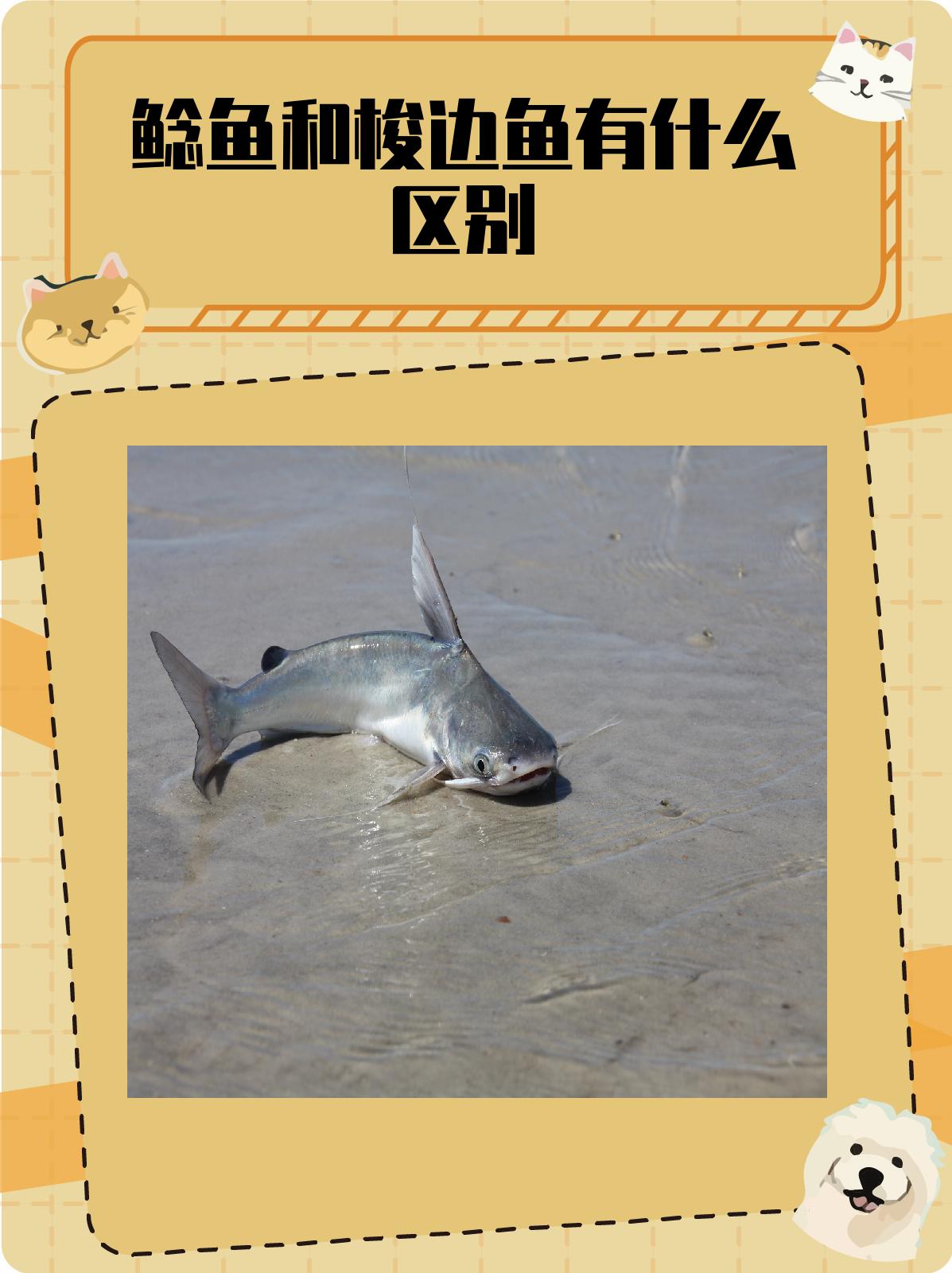鲶鱼和梭边鱼有什么区别