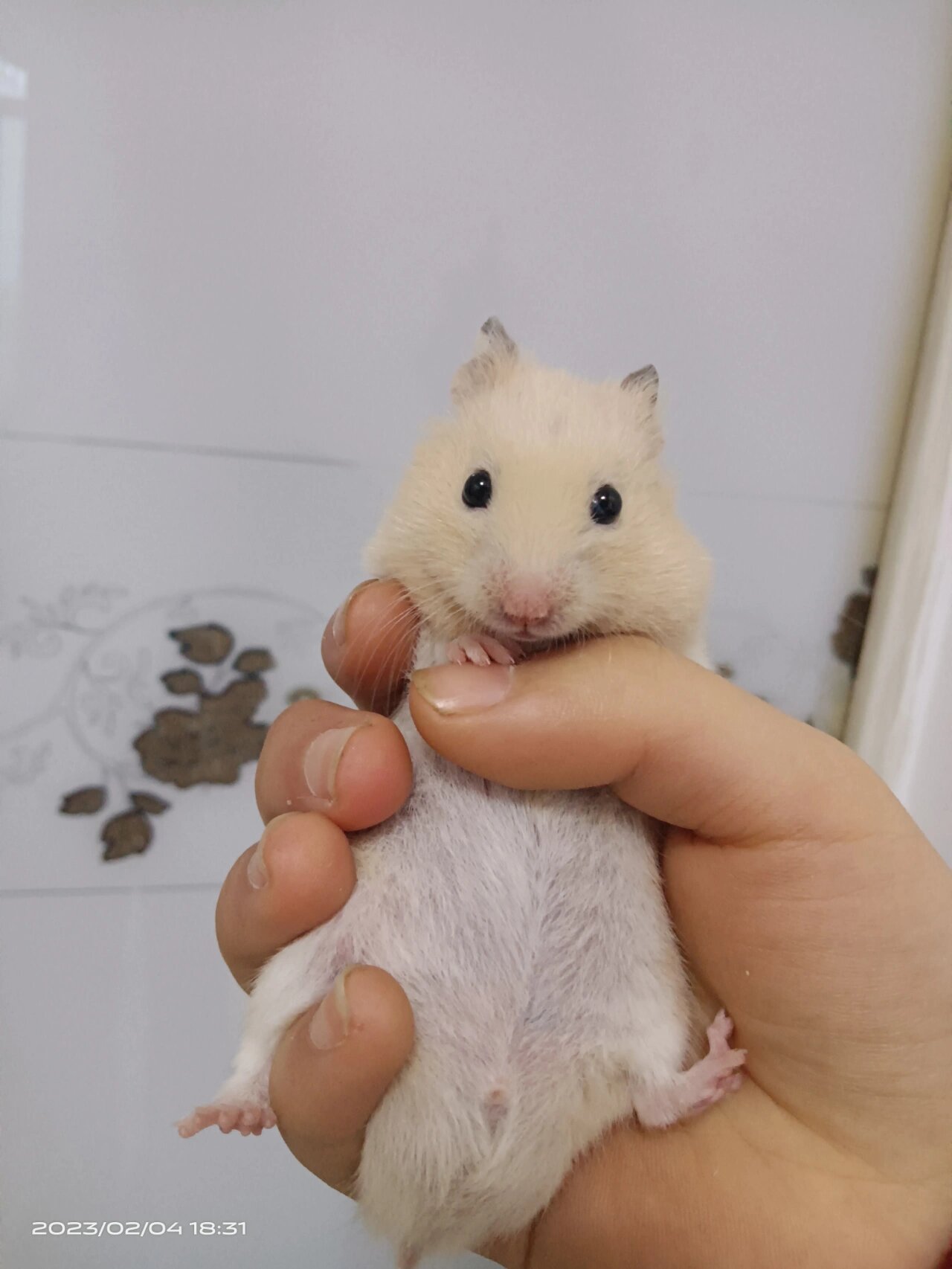 我的金丝熊尿红色尿液,怎么回事