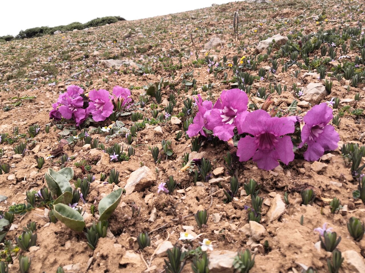 藏波罗花incarvillea younghusbandii 紫葳科角蒿属的,长了一张园艺脸
