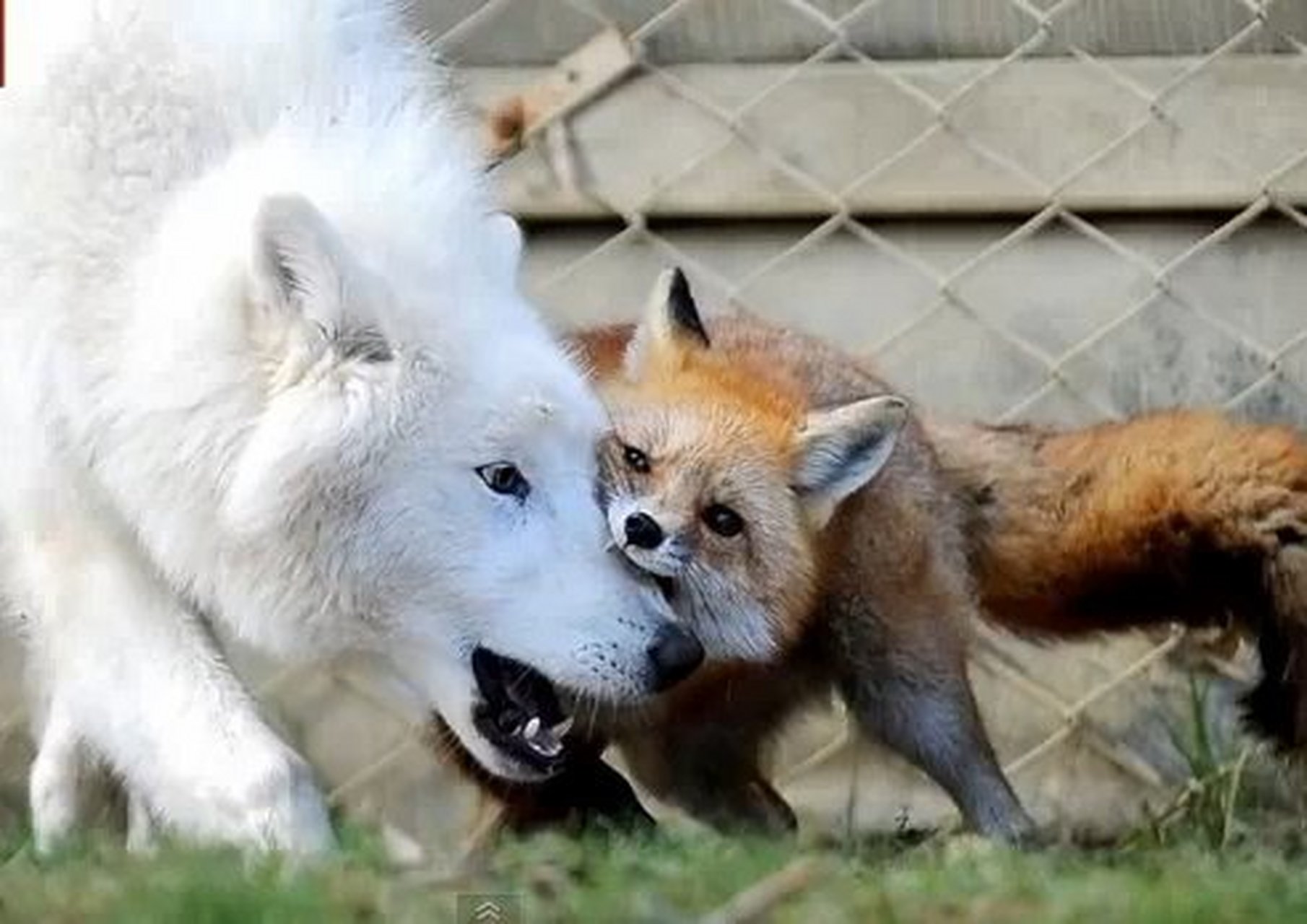 狼与狐的不寻常友谊 虽然同属犬科,但在野外,狼与狐狸其实往往是敌人