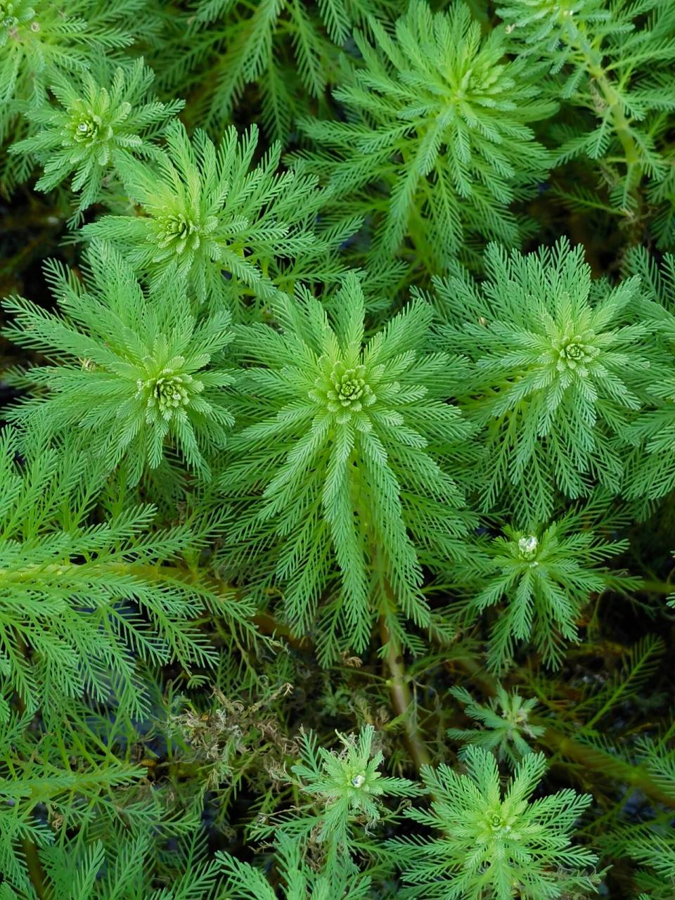 喜欢94,欣赏94-狐尾藻 狐尾藻 又名轮叶狐尾藻,布拉狐尾,粉绿