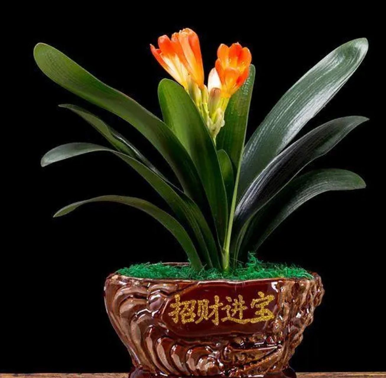 现在想来,当年长春君子兰泡沫事件,真的好疯狂啊,所有人都像疯了一样.