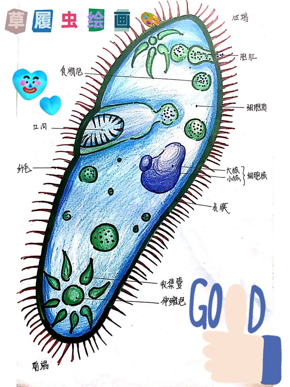 七年级生物草履虫绘画96