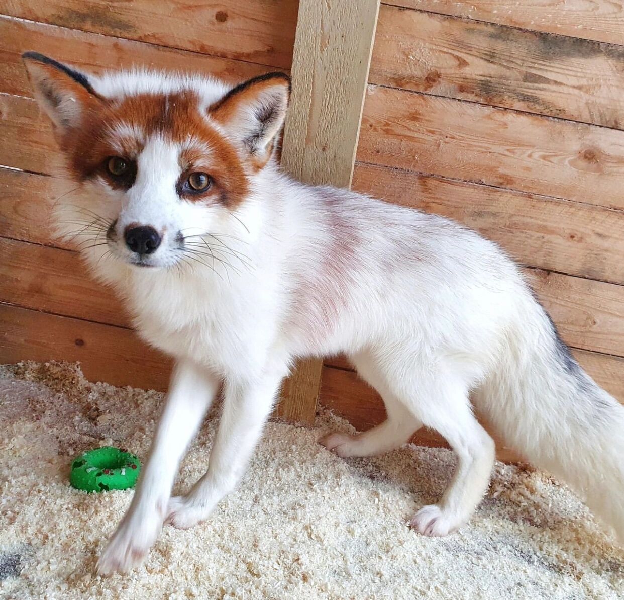 熊猫狐,又叫红大理石狐 red marble fox/红花熊猫狐/金大理石狐gold
