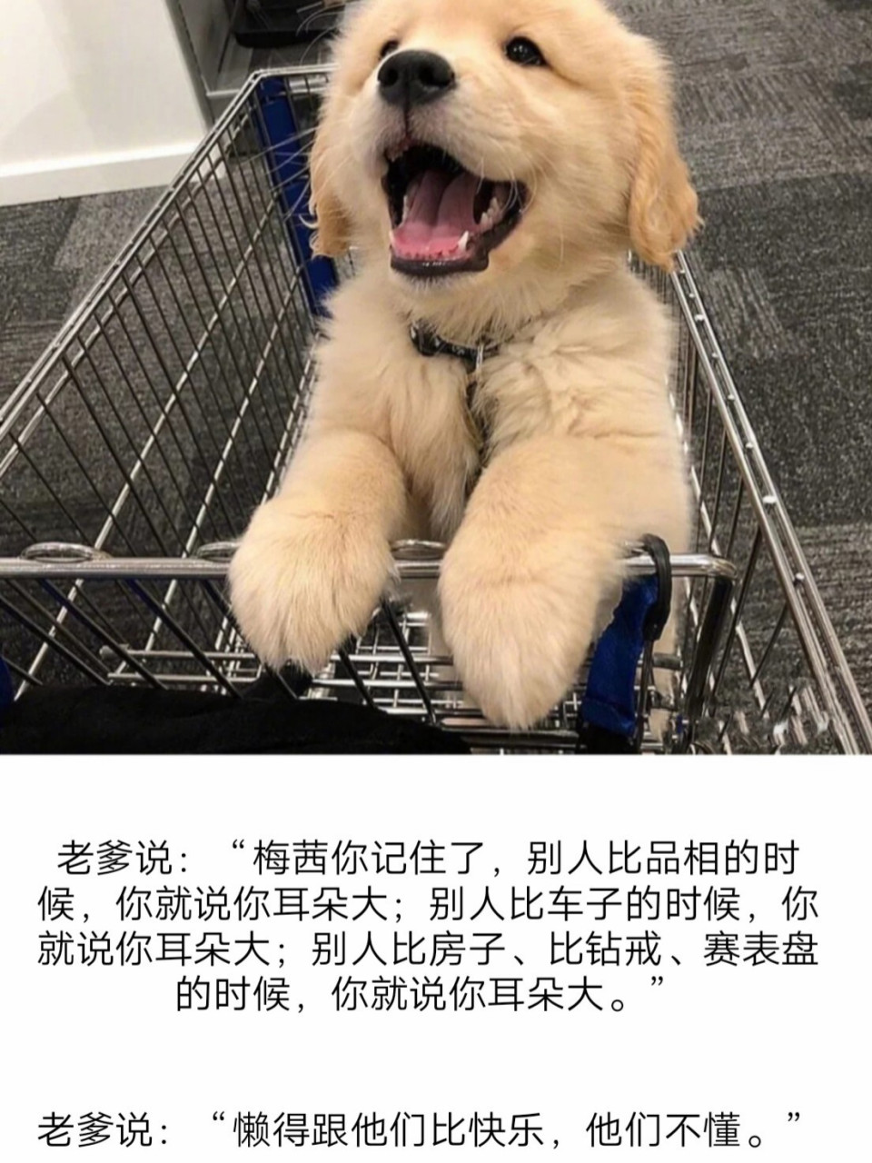 我是一条金毛狗子,名叫梅茜. 2.