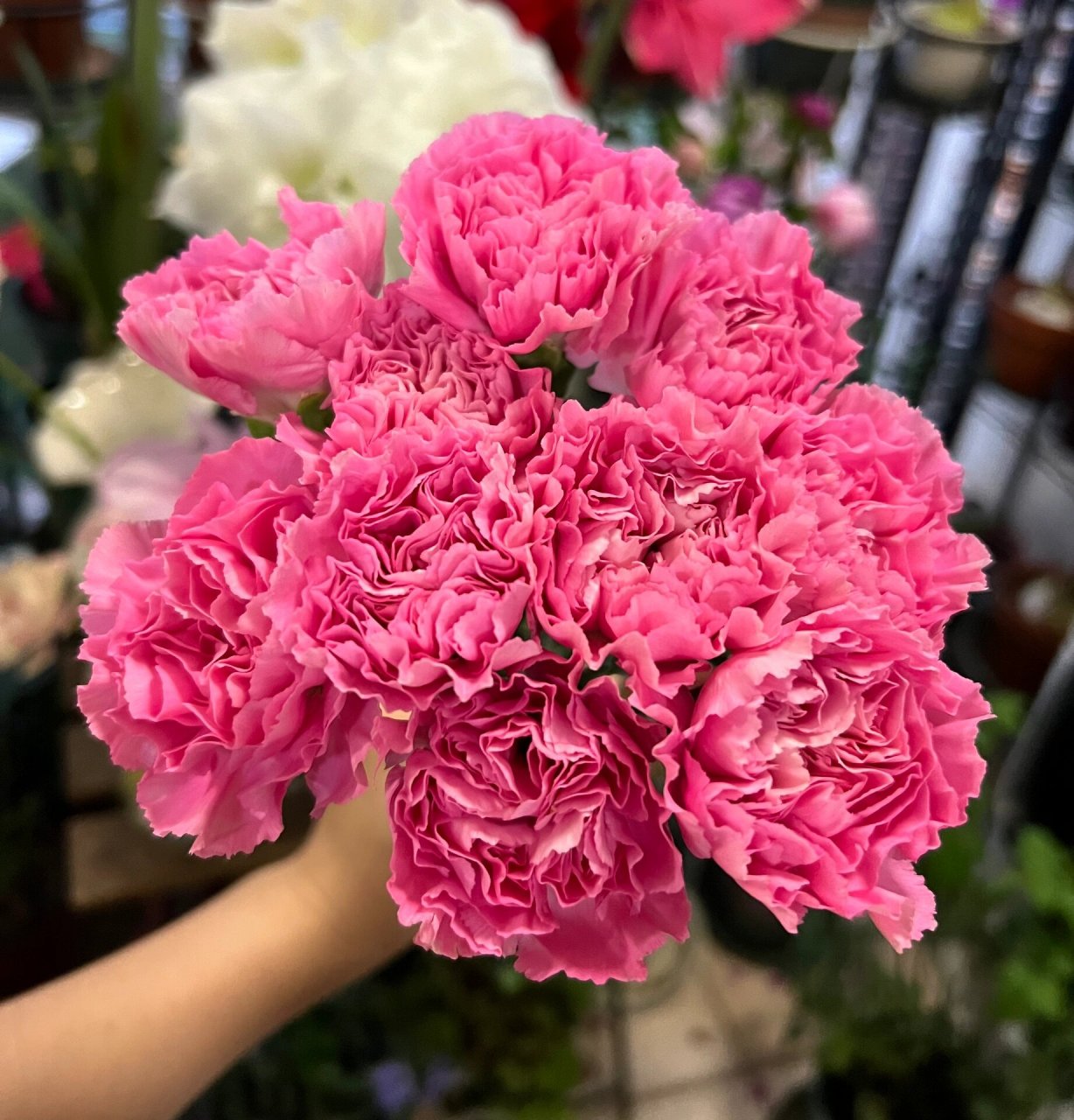 康乃馨|小桃红  53. 小桃红. 桃红色,好开,开放度大,花朵很圆.