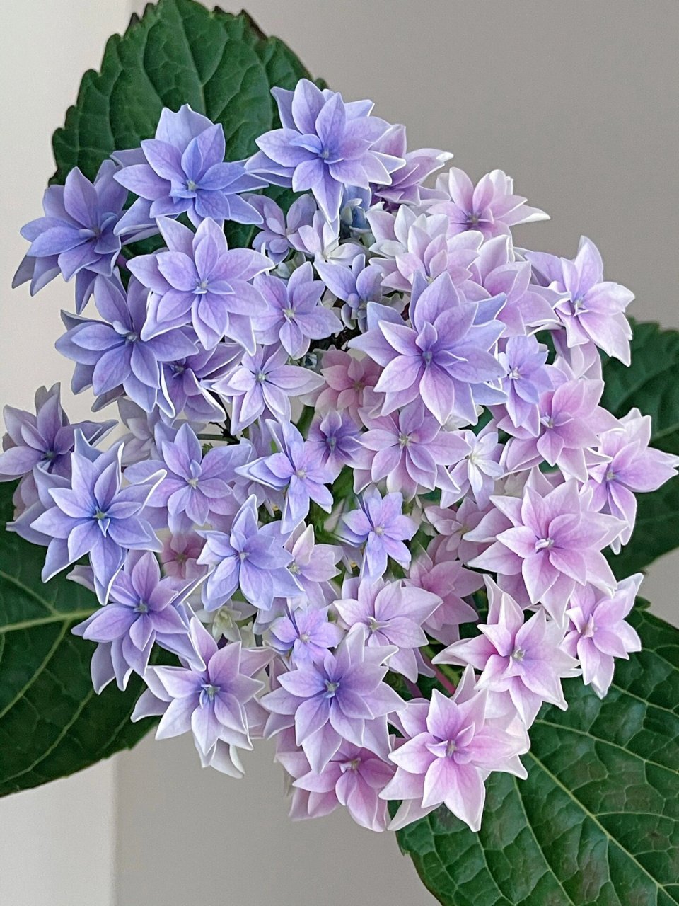 绣球 天书   又是盆栽嘎得球,这个颜色调的深入我心!