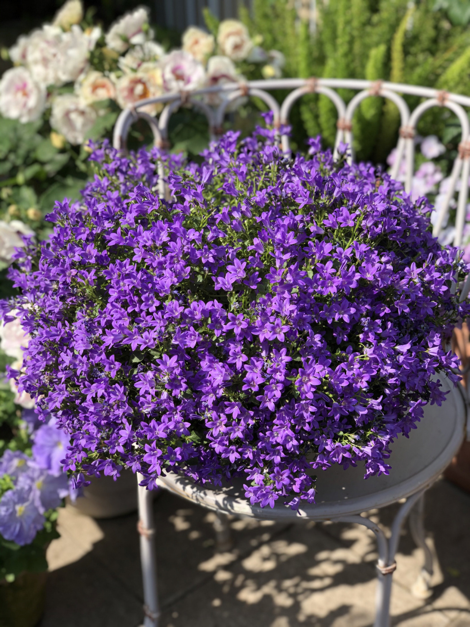 这棵丹麦风铃草是2019年春天买的苗,当时是0.