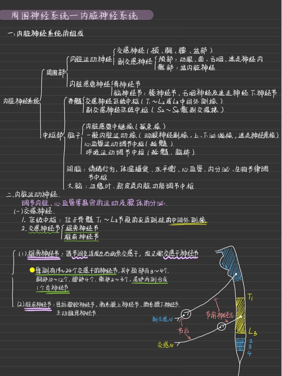 系统解剖学笔记图片