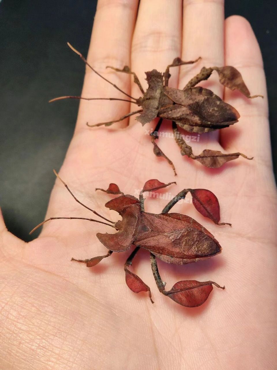 长有叶子腿的蝽合集 从左至右依次叶足缘蝽,两骇缘蝽,狄达缘蝽 都是