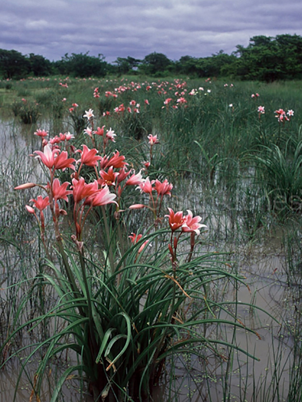 河泽香殊兰喜水喜阳,喜欢沼泽地的生长环境.