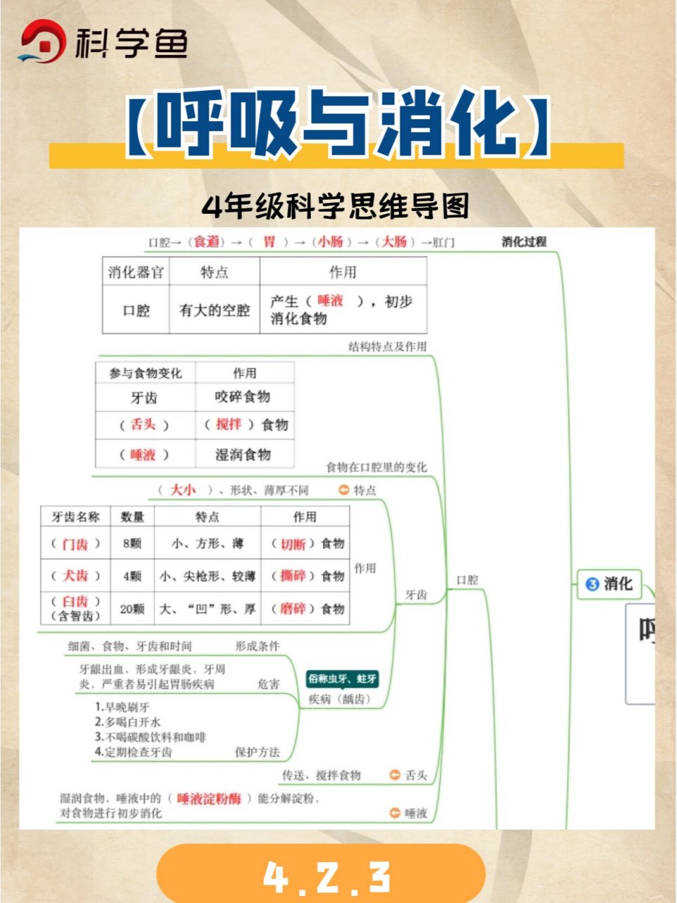 《呼吸与消化》 教科版小学科学4年级上册第二单元思维导图分享