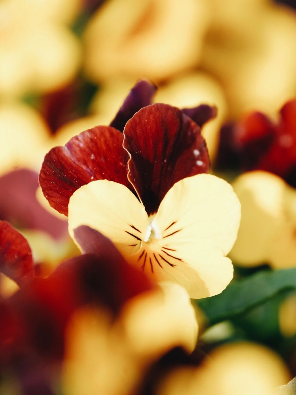 三色堇-花语思念 #花# #素材# #画画素材# #摄影日常