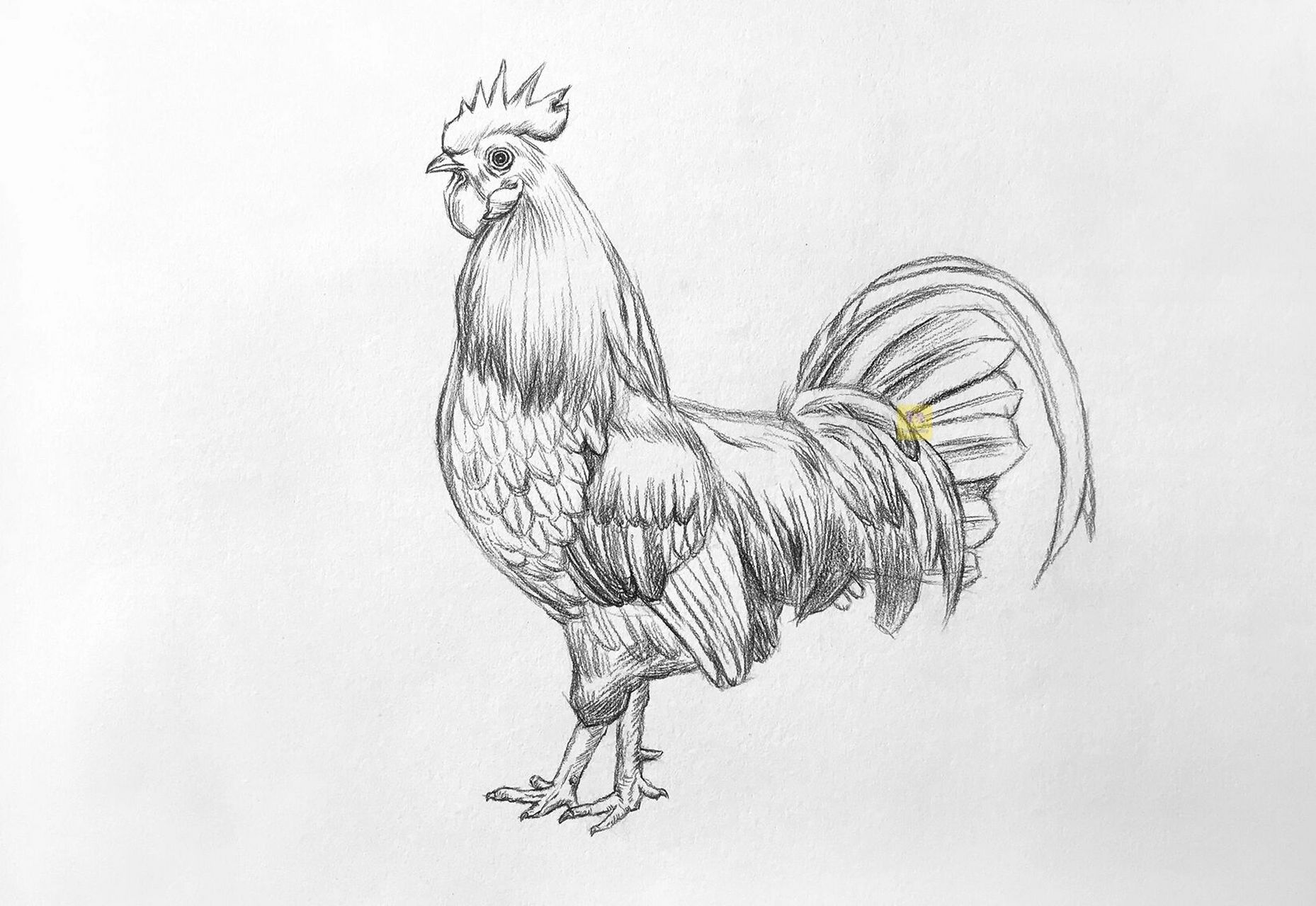 大公鸡的画法 素描图片