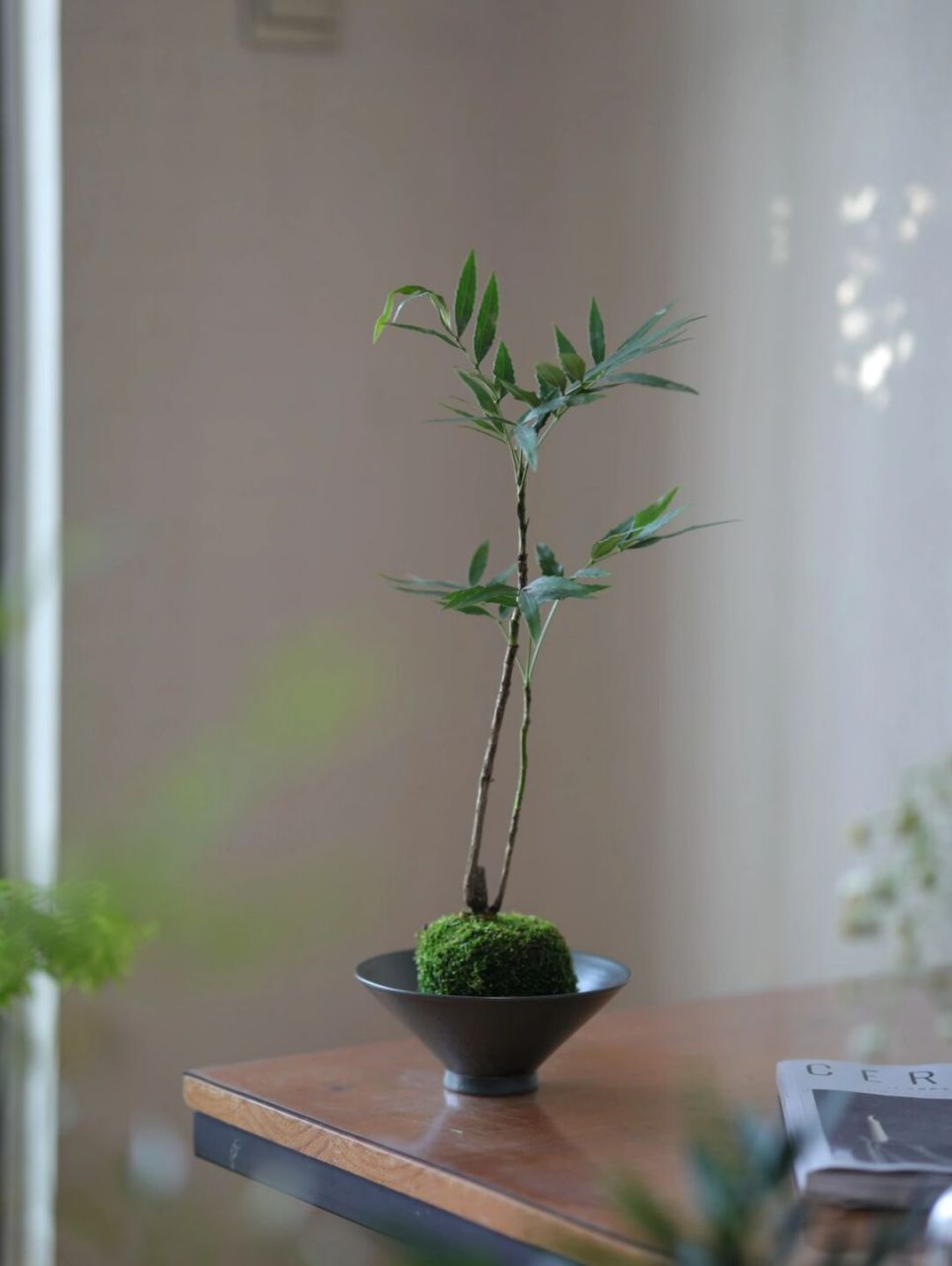 禅意风细叶十大功劳苔藓球微景观桌面小盆栽 新晋苔藓球微景观,细叶