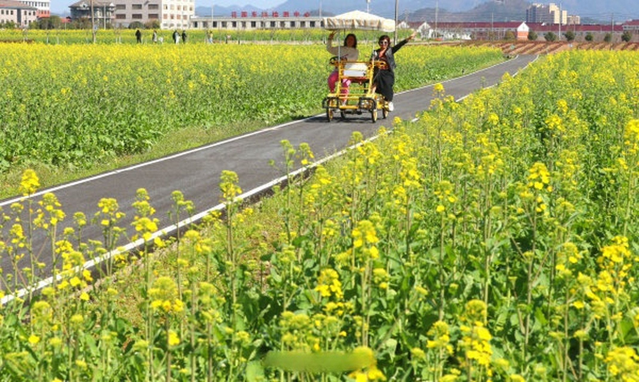 【东阳南马花园村油菜花开引客来】3月8日,游客在东阳市南马镇花园村