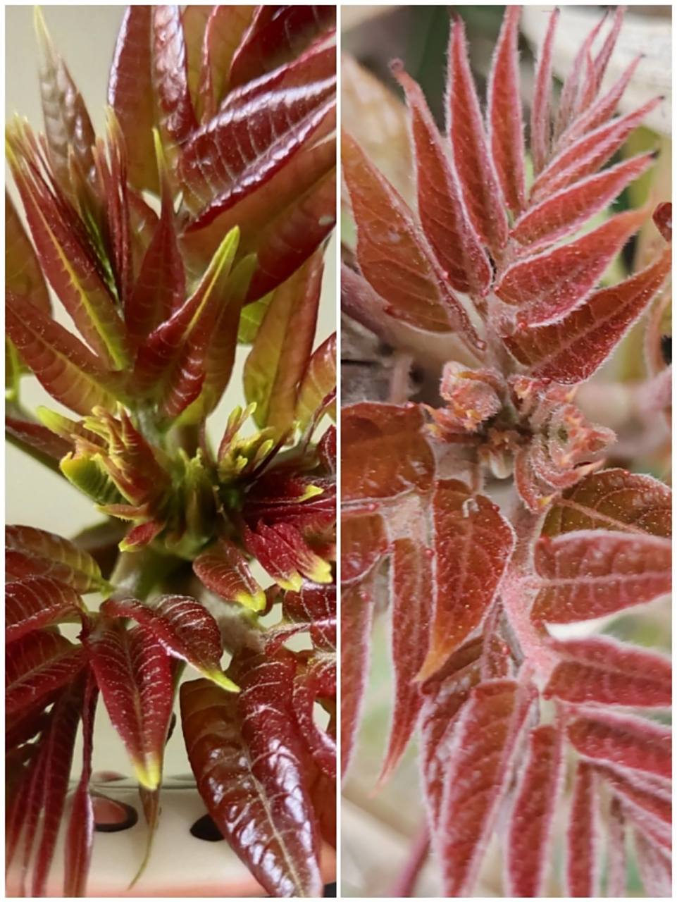 如何区分香椿和臭椿 左为香椿右为臭椿 1,香椿树枝微红绿色,相比臭椿