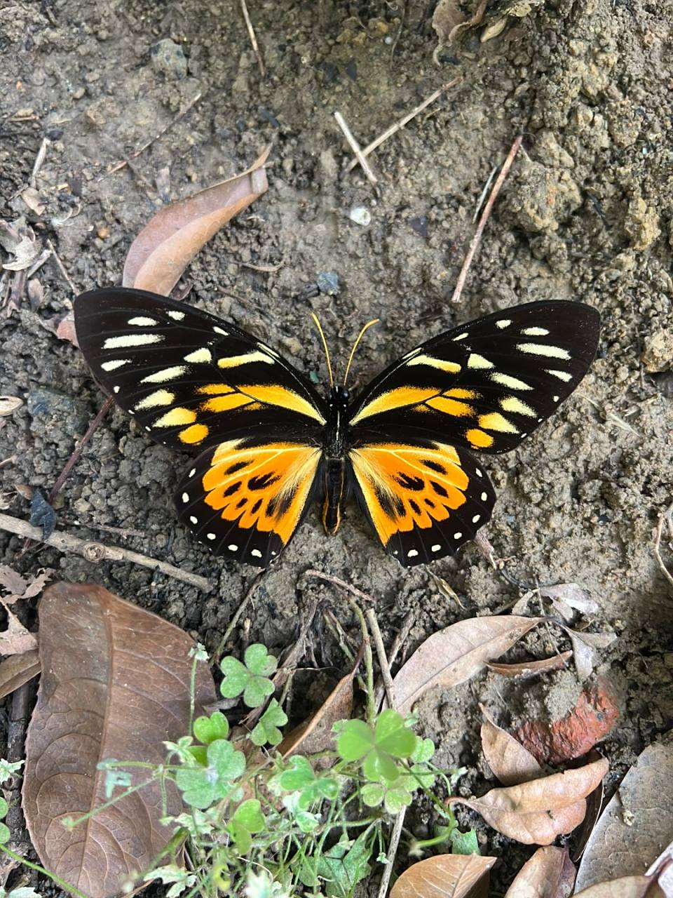 豹凤蝶 信息给你们来补吧#真蝴蝶标本# #和大自然亲密接触# #一起享受