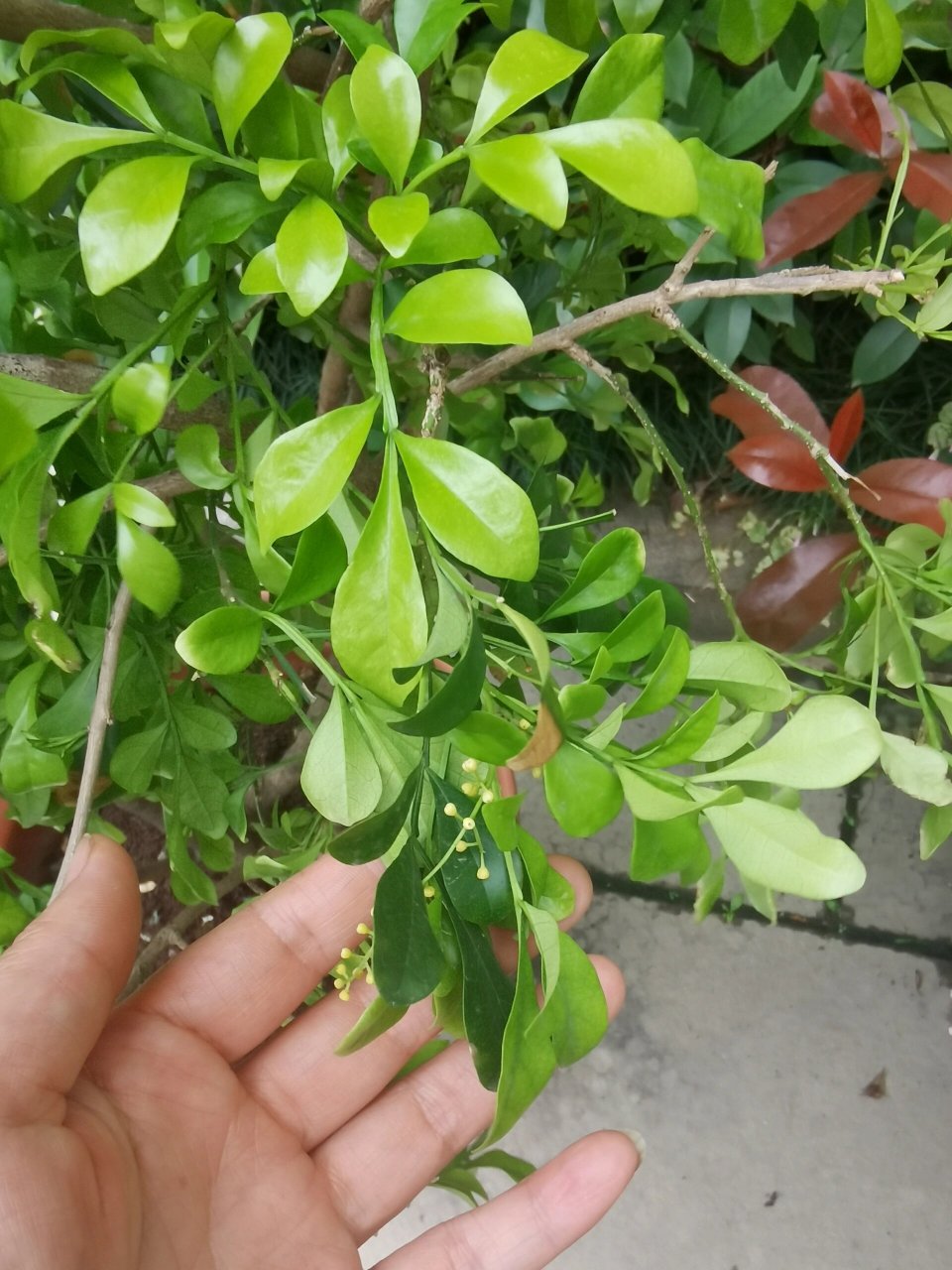 香水米兰开花太香了.