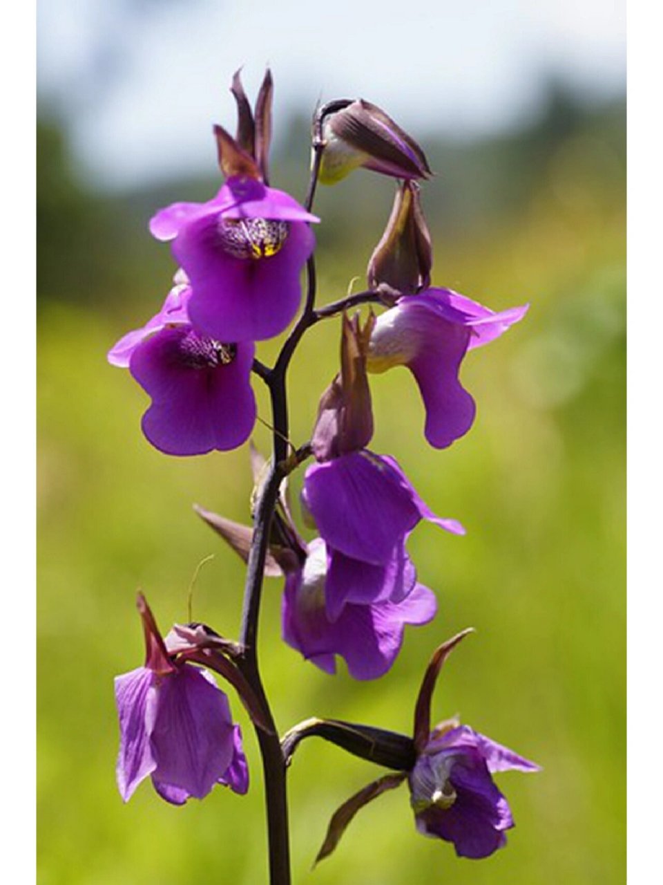 罩唇美冠兰 罩唇美冠兰 eulophia cucullata 美冠兰亚族—美冠兰属