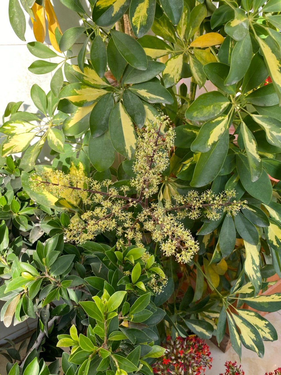 发财树开花 祝福新的一年财源滚滚,财运亨通,财源广进!