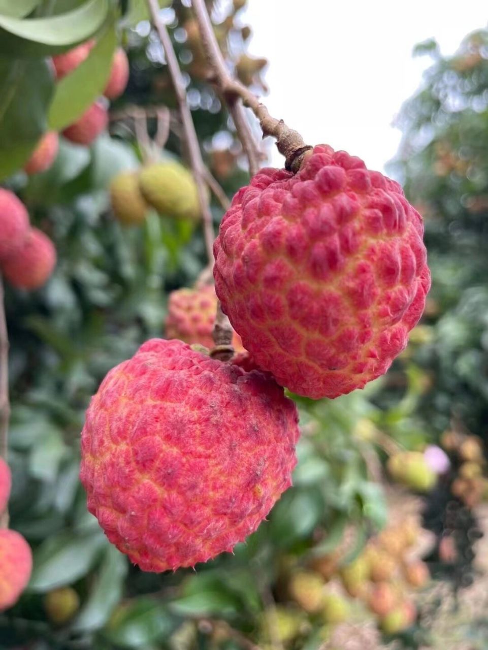 增城仙进奉荔枝的由来 仙进奉荔枝是糯米糍的一款改良品种,过去是专供