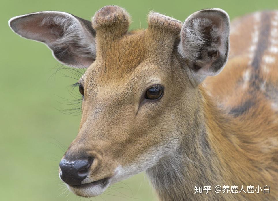 鹿茸属于鹿的哪个部位
