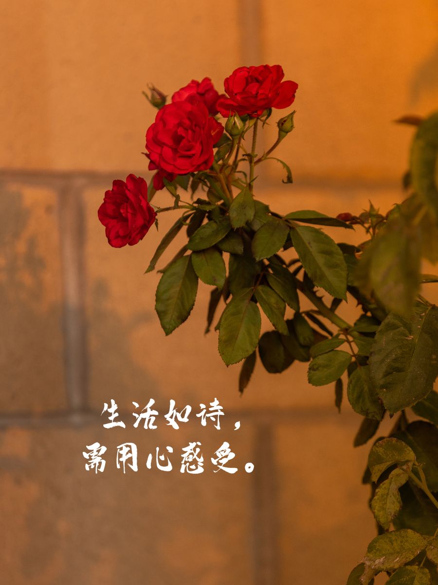 玫瑰文案短句干净治愈  玫瑰不语,却道尽千般情意.
