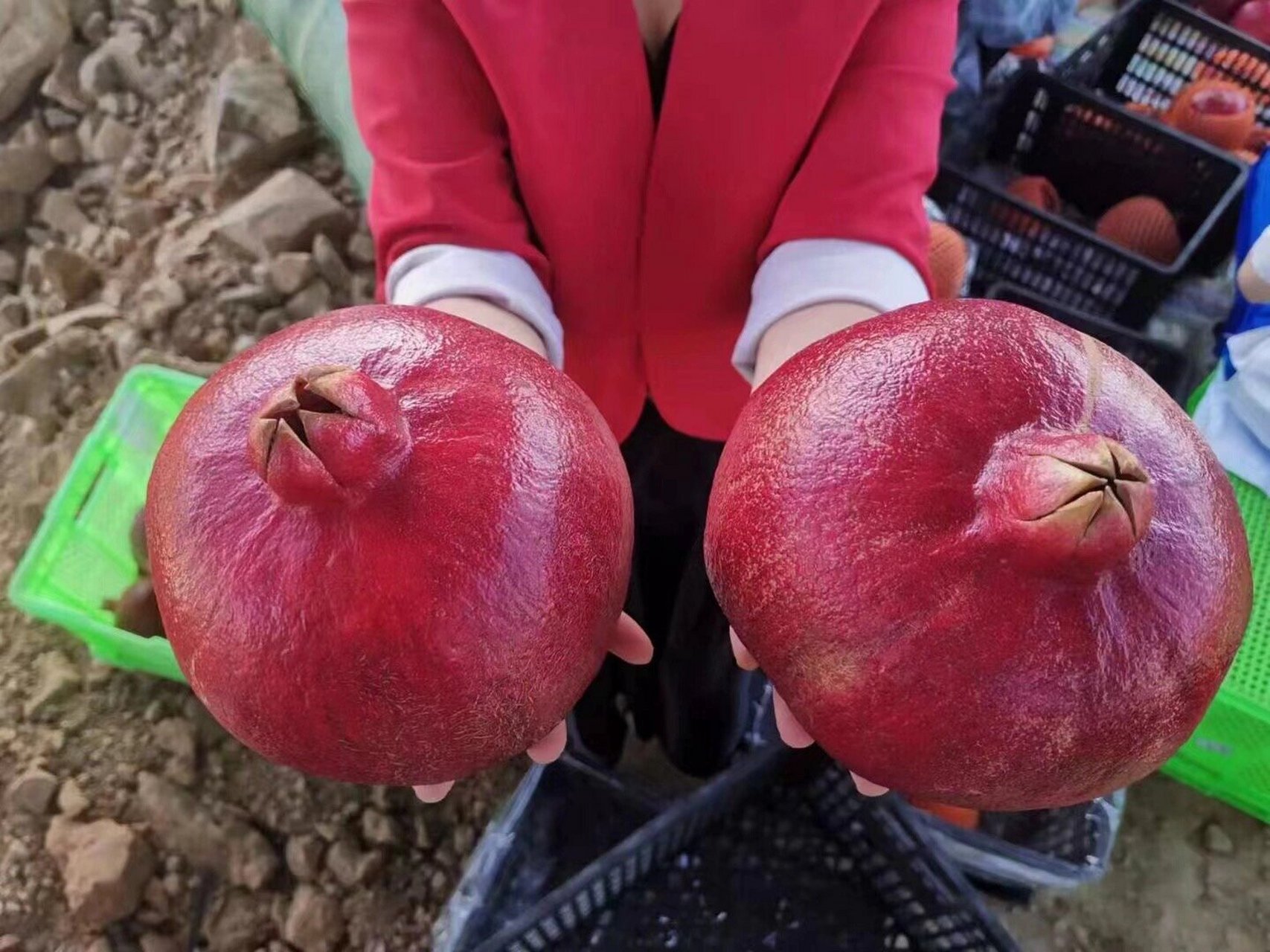 黑珍珠软籽酸甜石榴,喜上枝头95 突尼斯黑珍珠酸甜石榴 和甜石榴的