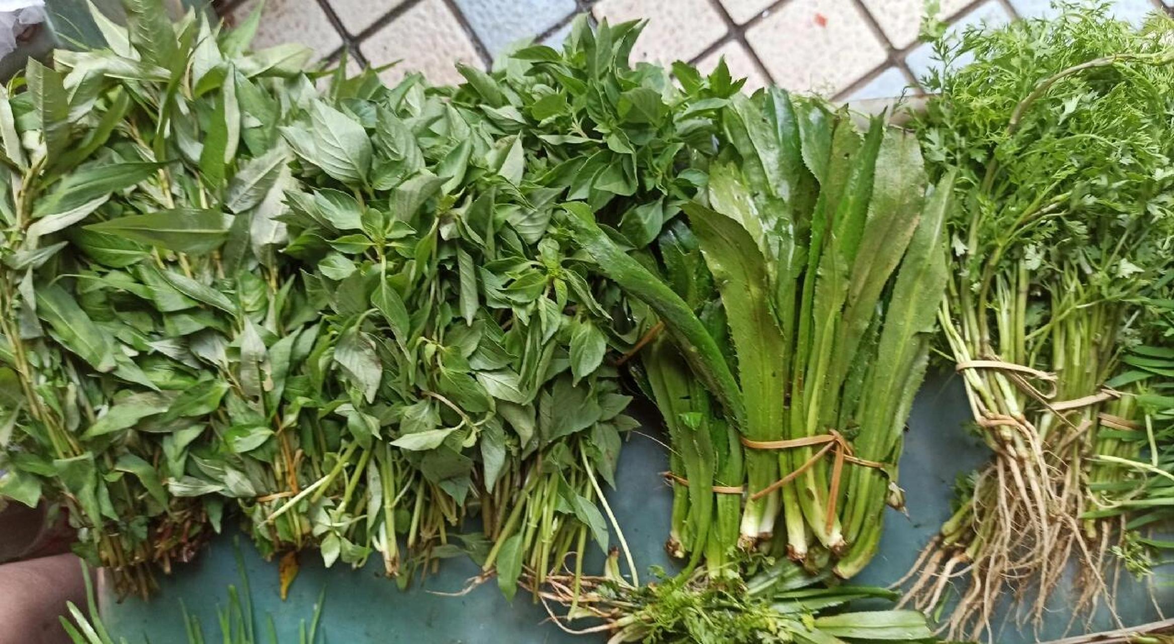 至爱呀 学名刺芹,也叫野香菜,大芫荽,阿瓦芫荽,缅芫荽.