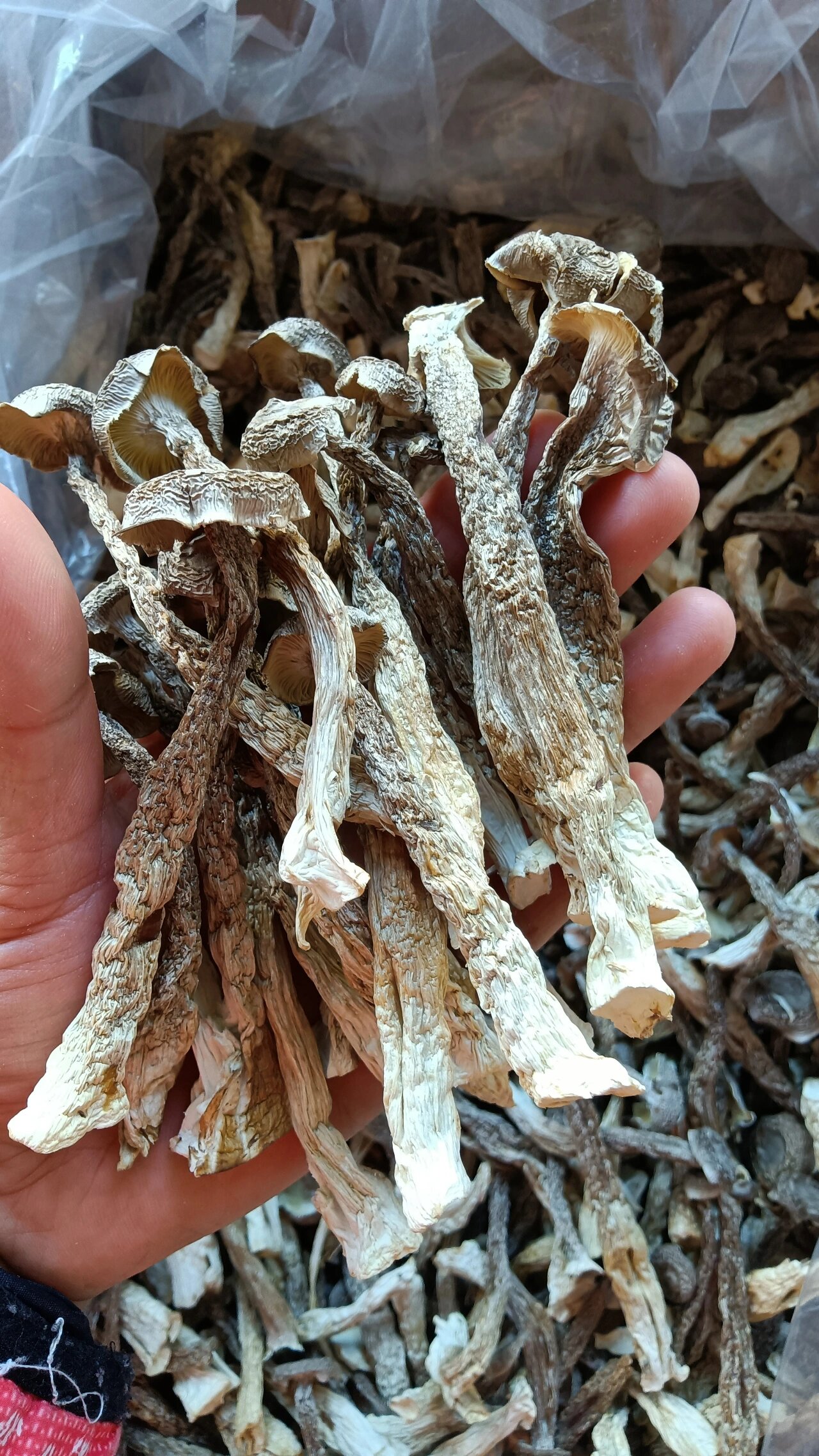 则食味更加鲜美,炒菜跟煲汤都很好,口感鲜嫩,非常的脆, 鹿茸菇炒肉