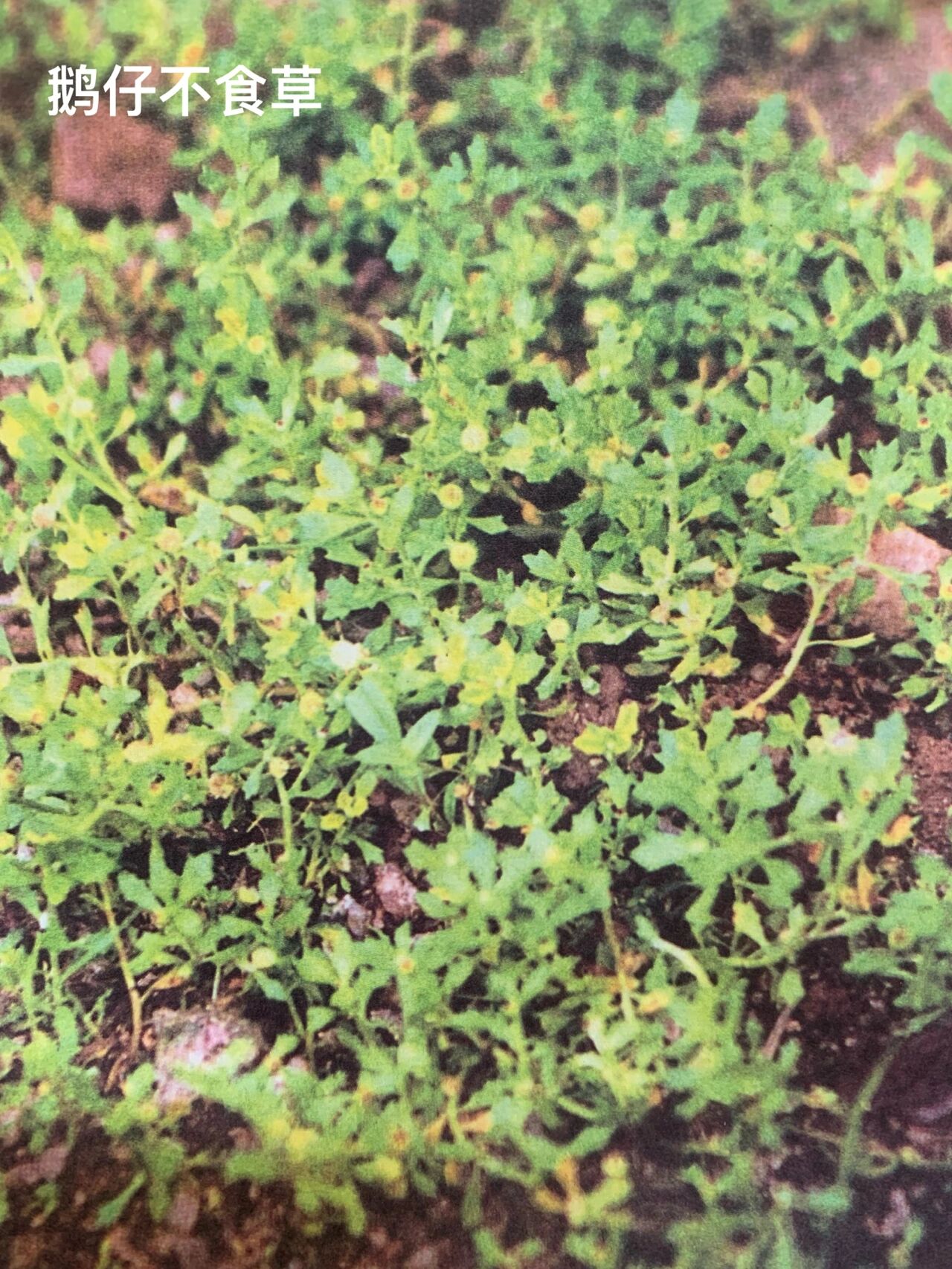 潮汕百草药分享篇鹅仔不食草 鹅仔不食草 学名为 菊科石胡荽属石胡荽