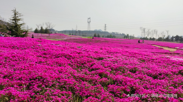文登区旅游|文登晒字村花海