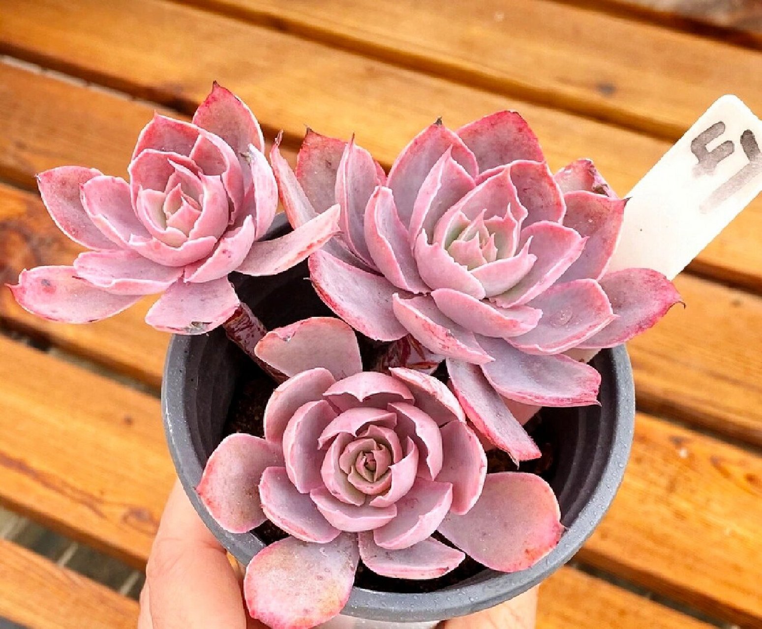 96每天认识一种多肉9411496粉色天使 95形态特征 pinky又叫