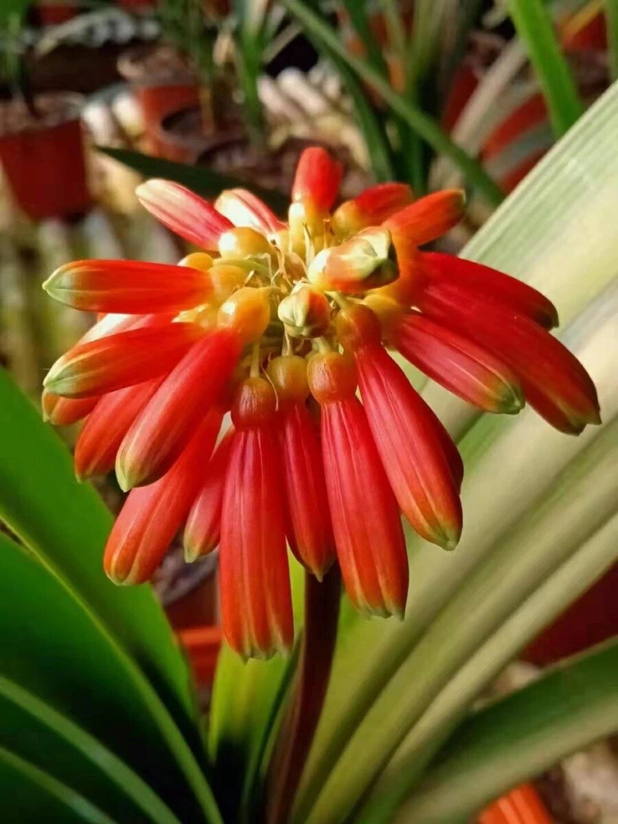 南非纯种血毛兰 红花红花正红花6015 红球红球种球红6015