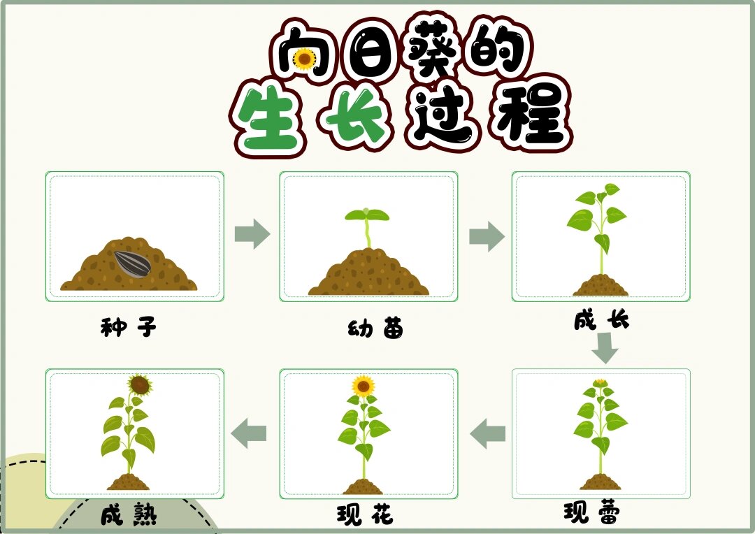 矮生向日葵种植方法图片