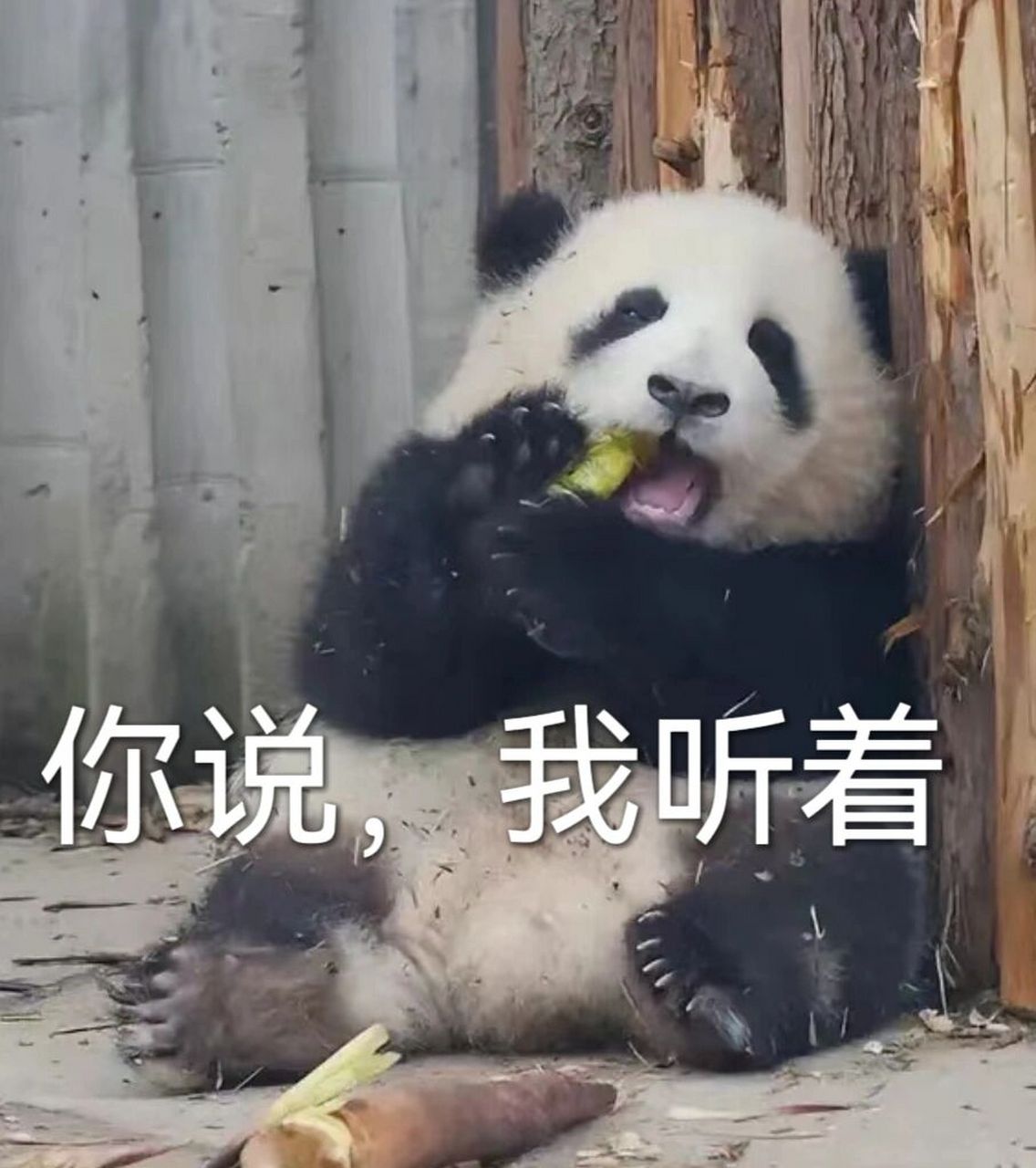 做了几个表情包～ 花花～果赖～泽尔