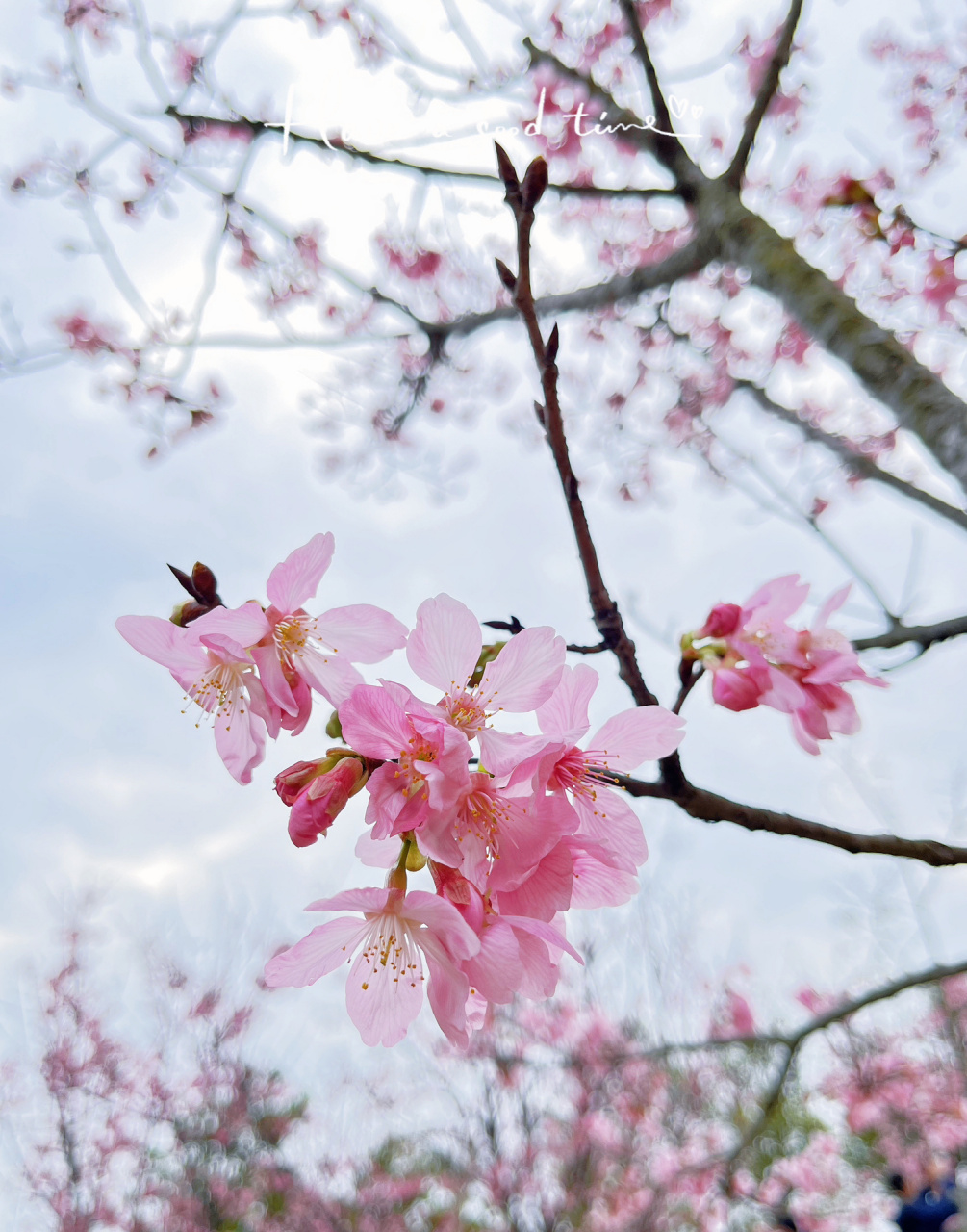 北岭山森林公园樱花图片