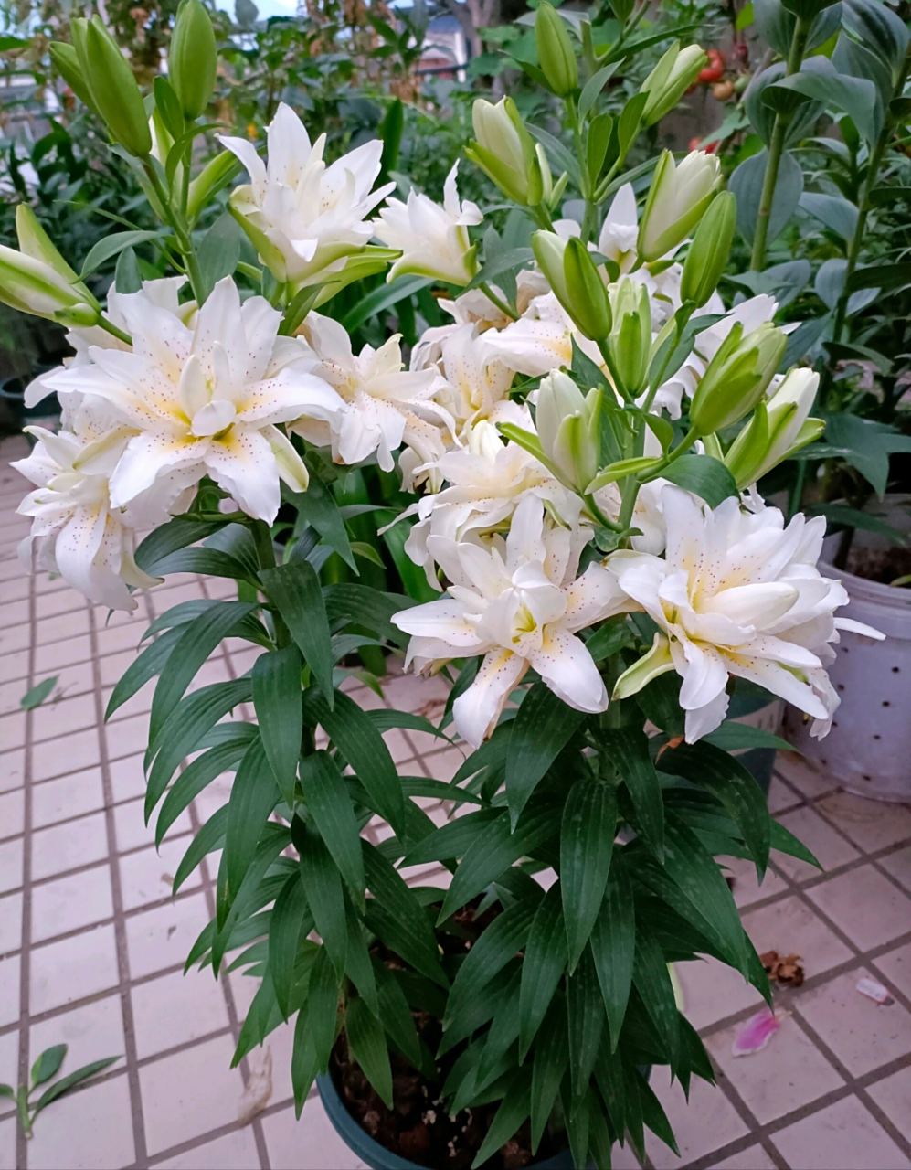 介绍几款重瓣百合品种 图178安纽斯卡/冰美人/阿诺斯卡/奥斯卡 百合