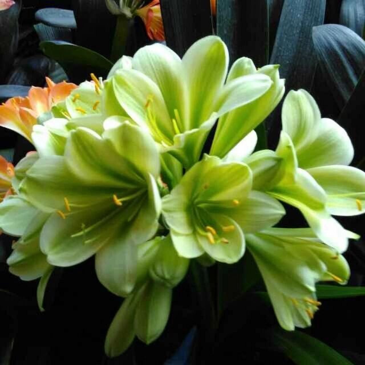 君子兰绿花 翡翠绿色君子兰