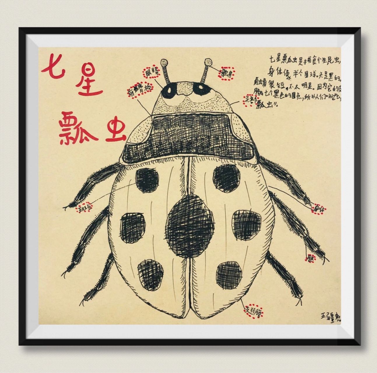 昆虫记《七星瓢虫》 【新艺代美术】6-8岁《昆虫记·七星瓢虫》 本节