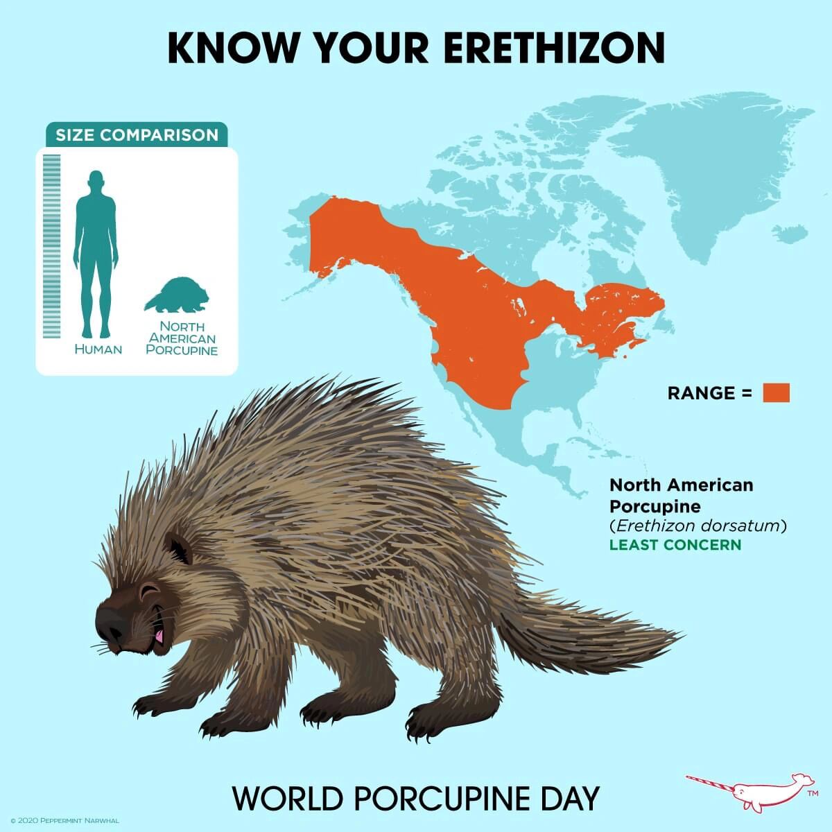 new world porcupine 美洲豪猪 是 erethizontidae 美洲豪猪科动物的